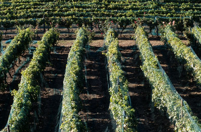 Suresnes possède le plus grand vignoble d’Ile-de-France, d’une superficie d’un hectare. © Didier Raux