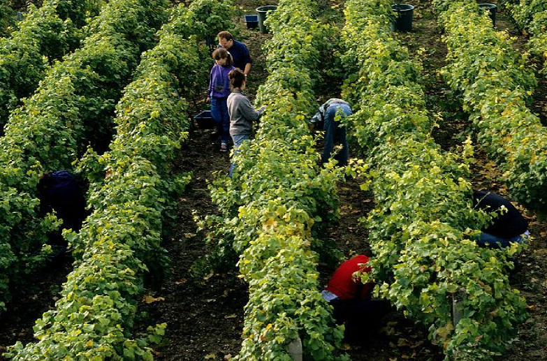 Suresnes, la vigne au cœur de la ville. Le vignoble municipal de Suresnes s'étend sur le flanc du Mont-Valérien. © Didier Raux