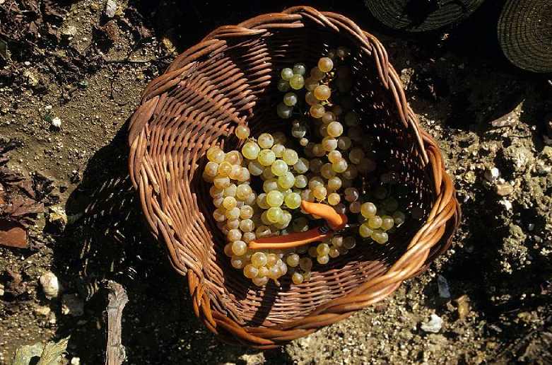Parmi les variétés de raisin présentes, le chasselas, reconnaissable à ses feuilles tâchetées de jaune.© Didier Raux