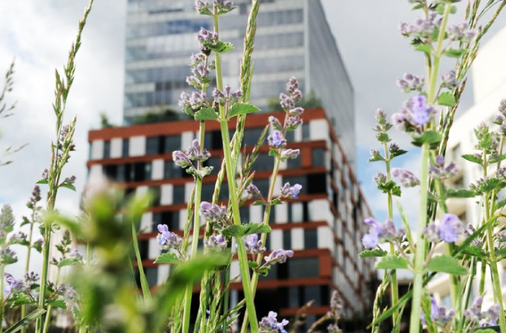 La nature au cœur du Trapèze. C’est un parc innovant, pour préserver le climat et favoriser la biodiversité.© Photos Didier Raux