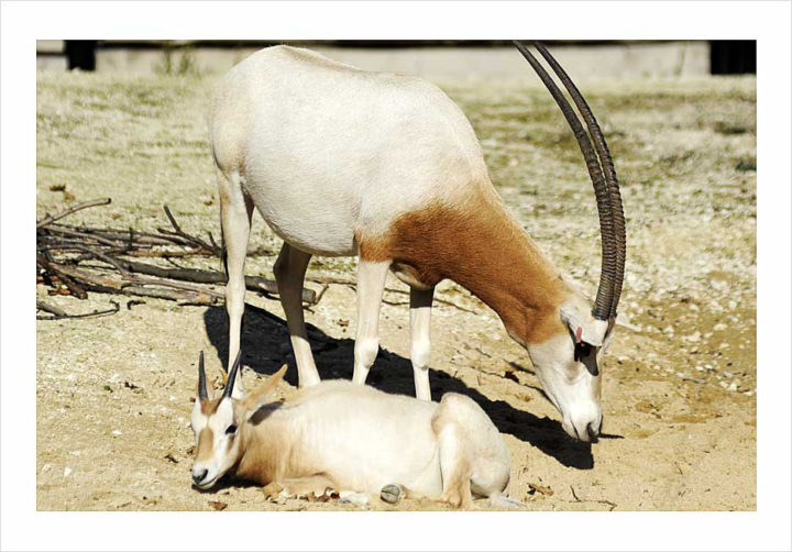 Parc Zoologique de Paris © Didier Raux 12