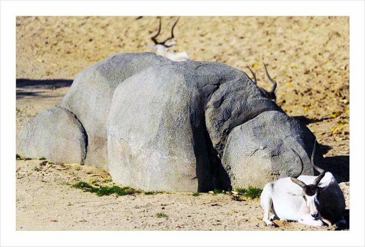 Parc Zoologique de Paris © Didier Raux 13