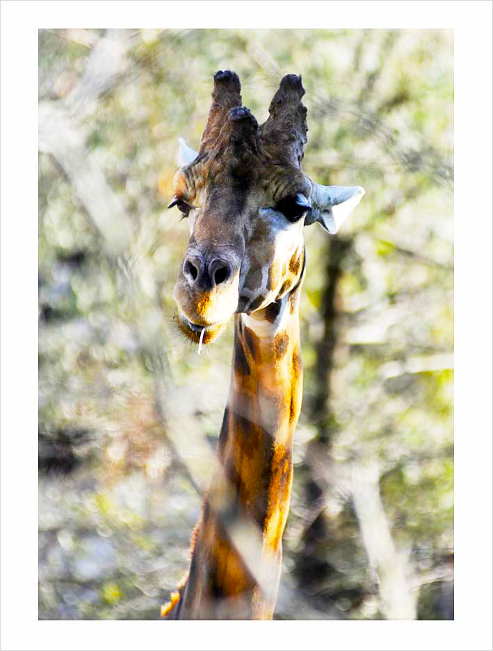 Parc Zoologique de Paris © Didier Raux 14