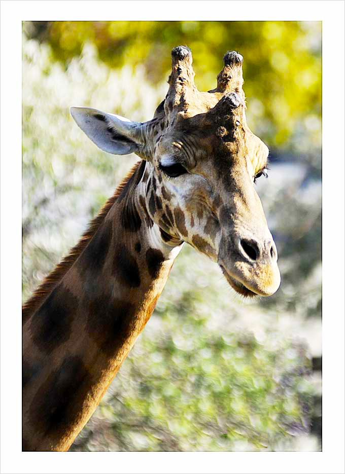 Parc Zoologique de Paris © Didier Raux 15