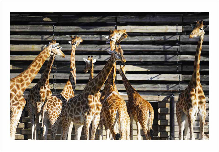 Parc Zoologique de Paris © Didier Raux 16