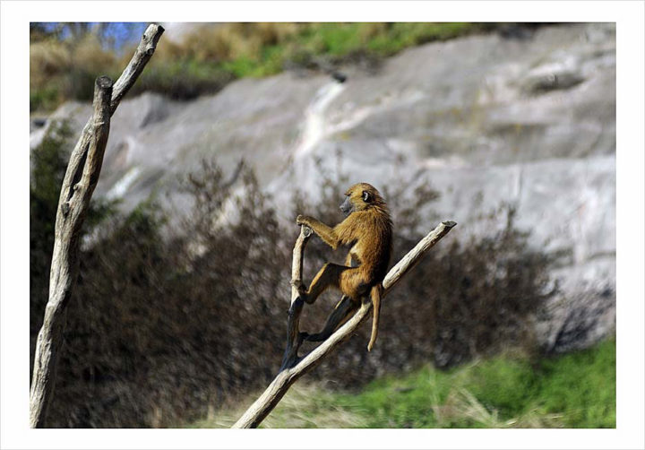 Parc Zoologique de Paris © Didier Raux 17