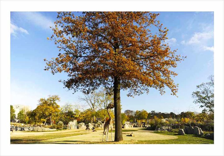 Parc Zoologique de Paris © Didier Raux 18