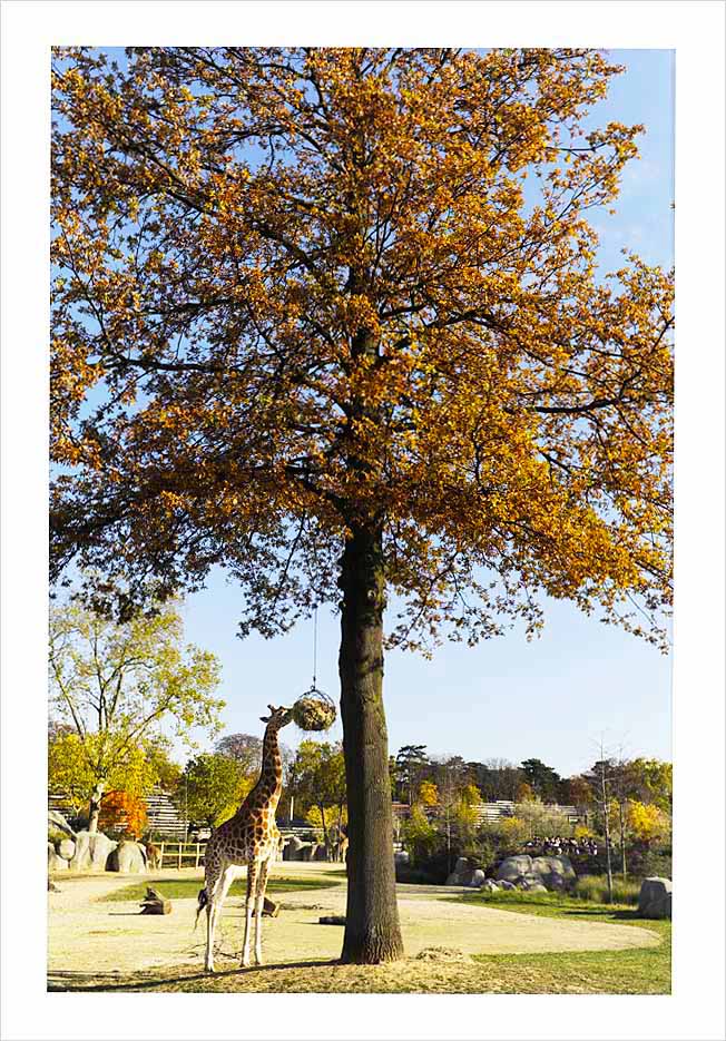 Parc Zoologique de Paris © Didier Raux 19