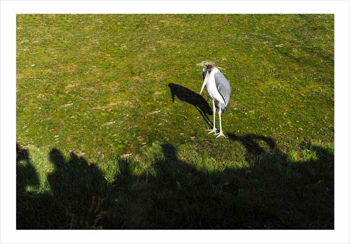 Parc Zoologique de Paris © Didier Raux 20