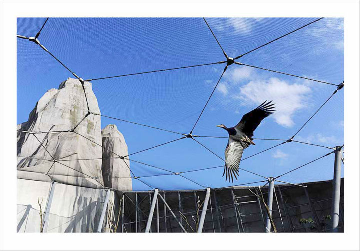 Parc Zoologique de Paris © Didier Raux 23