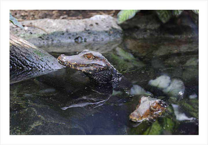 Parc Zoologique de Paris © Didier Raux 24