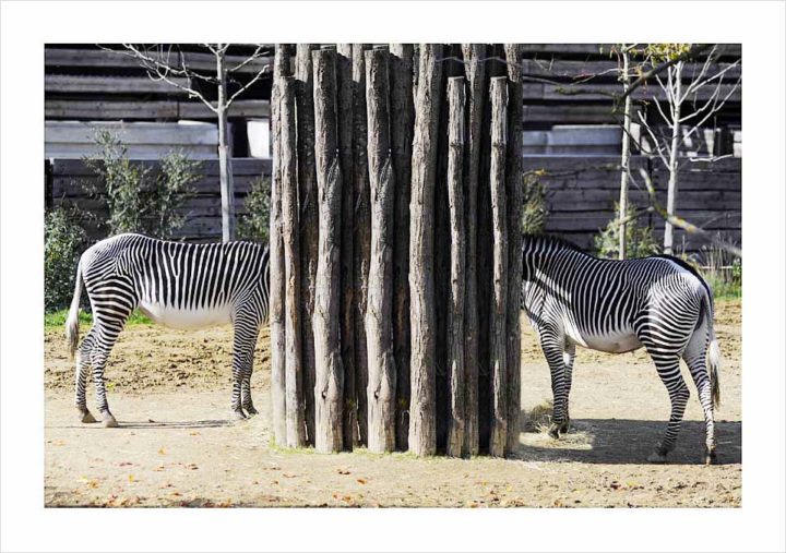 Parc Zoologique de Paris © Didier Raux 27