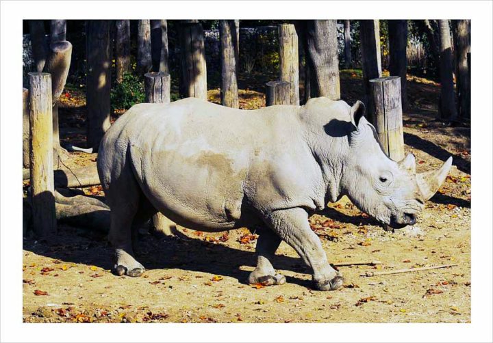 Parc Zoologique de Paris © Didier Raux 6