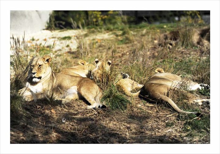 Parc Zoologique de Paris © Didier Raux 8