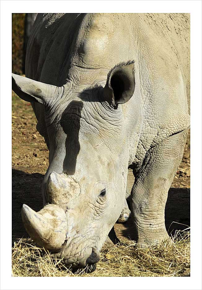 Parc Zoologique de Paris © Didier Raux 9