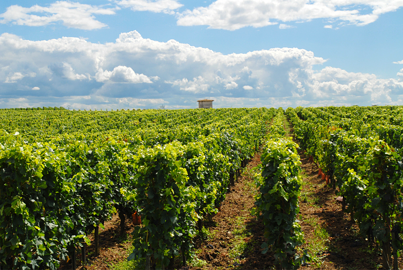 Les vignobles de Saint-Émilion © Didier Raux