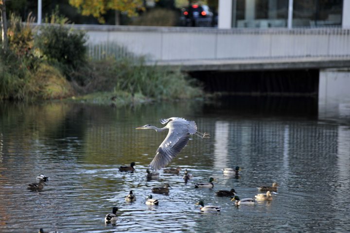 2016-parc-de-billancourt-d-raux-109
