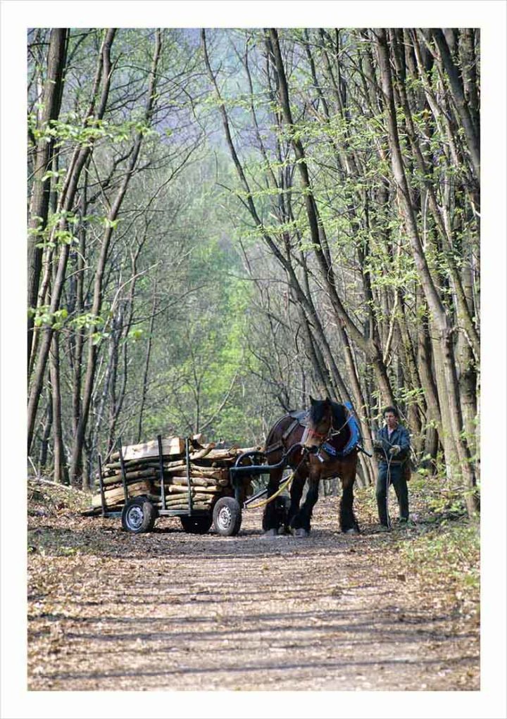 DEBARDAGE CHEVAL DE TRAIT © Didier Raux 2