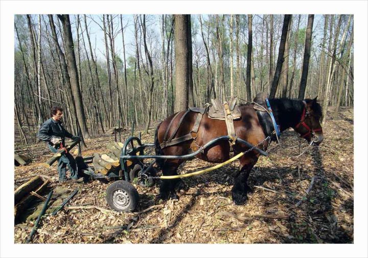 DEBARDAGE CHEVAL DE TRAIT © Didier Raux 3