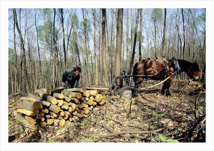 DEBARDAGE CHEVAL DE TRAIT © Didier Raux 4