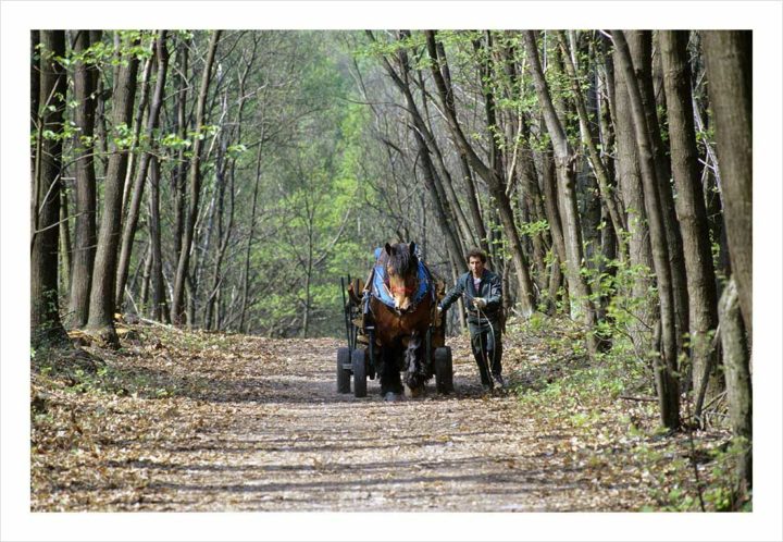 DEBARDAGE CHEVAL DE TRAIT © Didier Raux 6