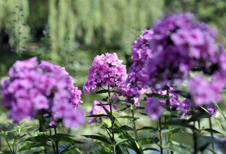 Jardin et Maison Claude Monet à Giverny © Photos Didier Raux