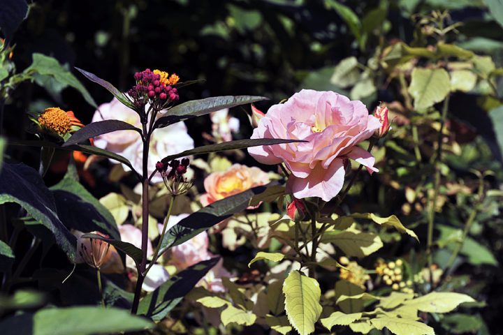 Jardin et Maison Claude Monet à Giverny © Photos Didier Raux
