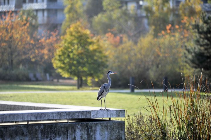 2016 Parc de Billancourt © D Raux 111