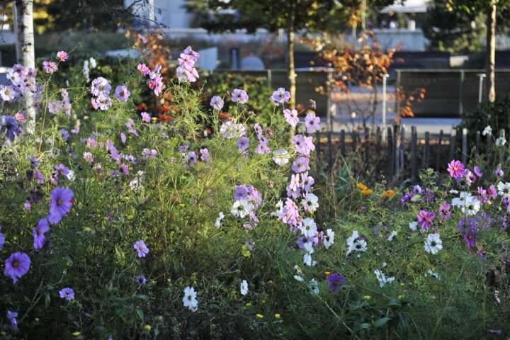 2016 Parc de Billancourt © D Raux 71