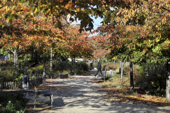 2016 Parc de Billancourt © D Raux 97