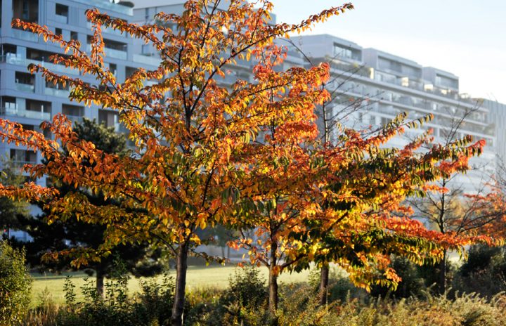 Parc-de-Billancourt-13