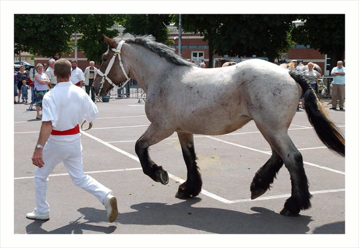 CHEVAUX DE TRAIT VILLE D'ALBERT © Didier Raux 7