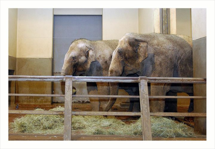 SOIGNEURS ZOO DE VINCENNES © Didier Raux 12