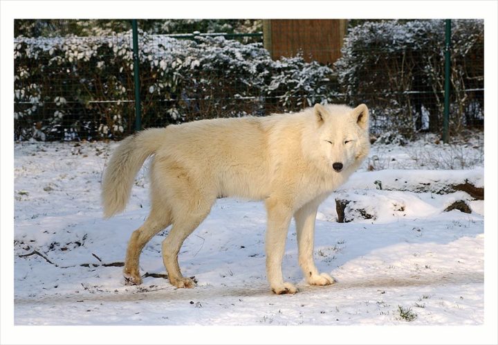 SOIGNEURS ZOO DE VINCENNES © Didier Raux 18