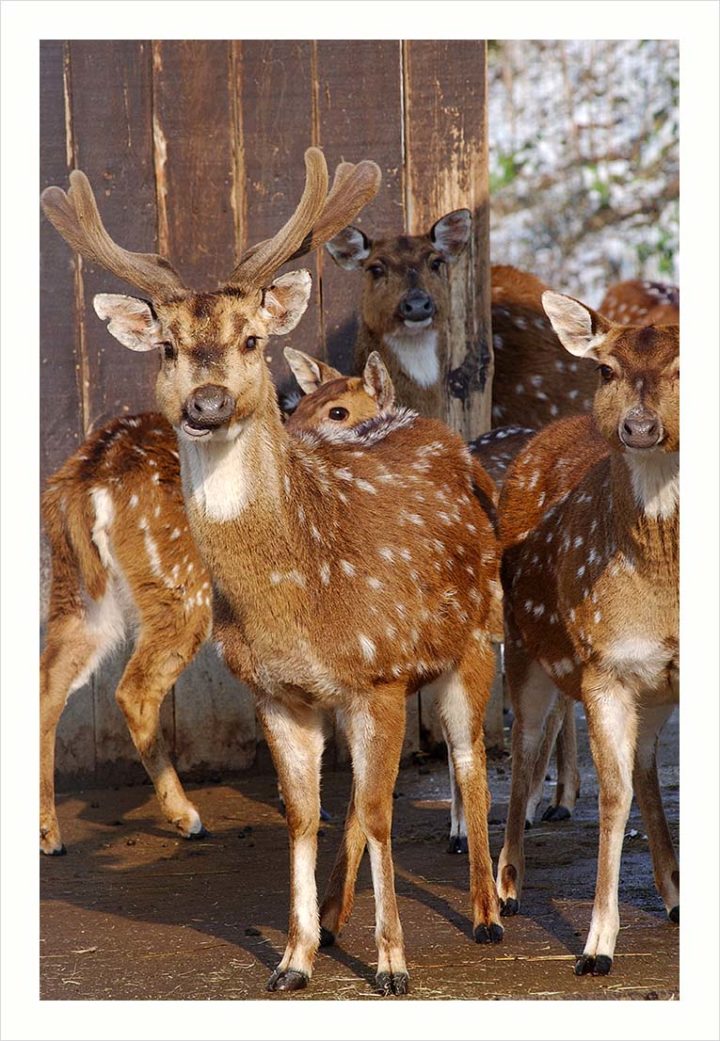 SOIGNEURS ZOO DE VINCENNES © Didier Raux 24