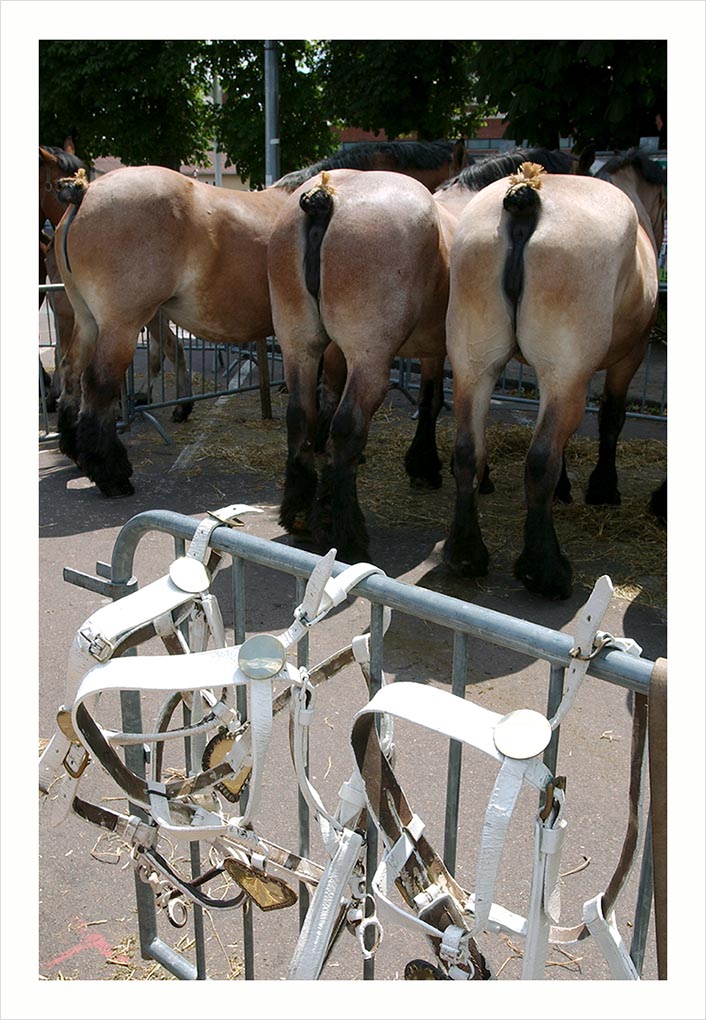 CHEVAUX DE TRAIT VILLE D'ALBERT © Didier Raux 10