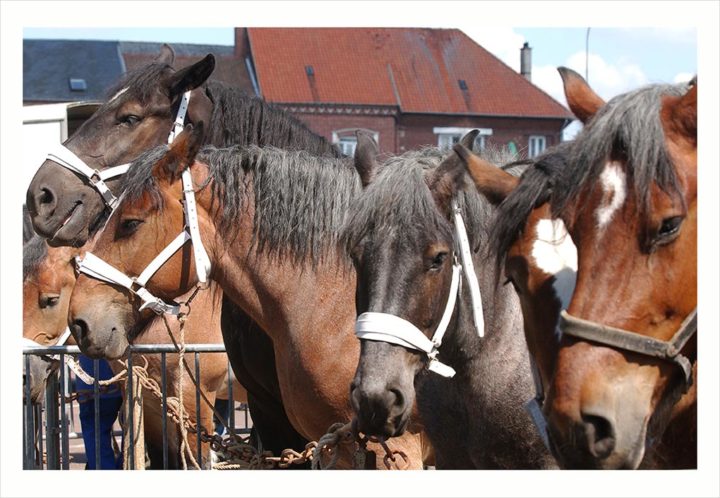 CHEVAUX DE TRAIT VILLE D'ALBERT © Didier Raux 17