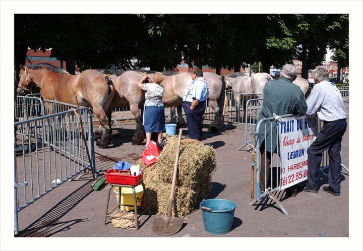 CHEVAUX DE TRAIT VILLE D'ALBERT © Didier Raux 18