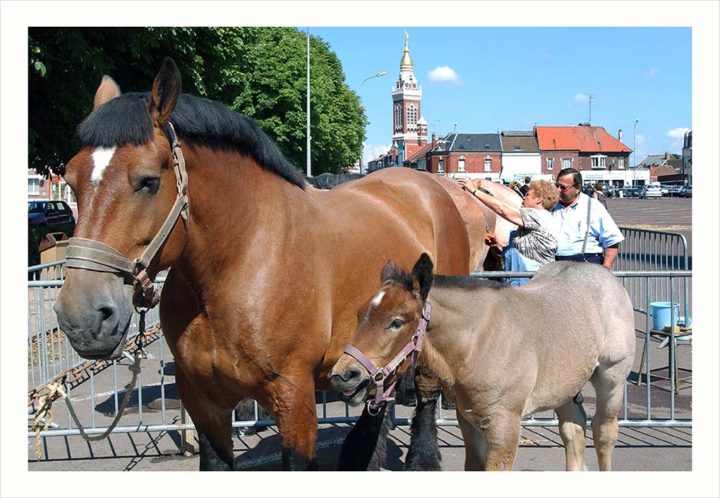 CHEVAUX DE TRAIT VILLE D'ALBERT © Didier Raux 19