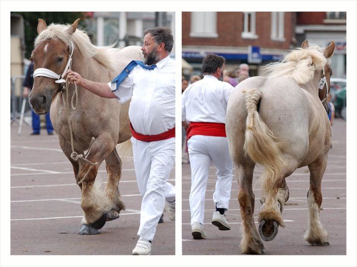 CHEVAUX DE TRAIT VILLE D'ALBERT © Didier Raux 1A