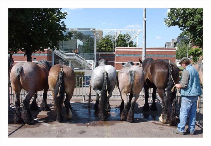 CHEVAUX DE TRAIT VILLE D'ALBERT © Didier Raux 21