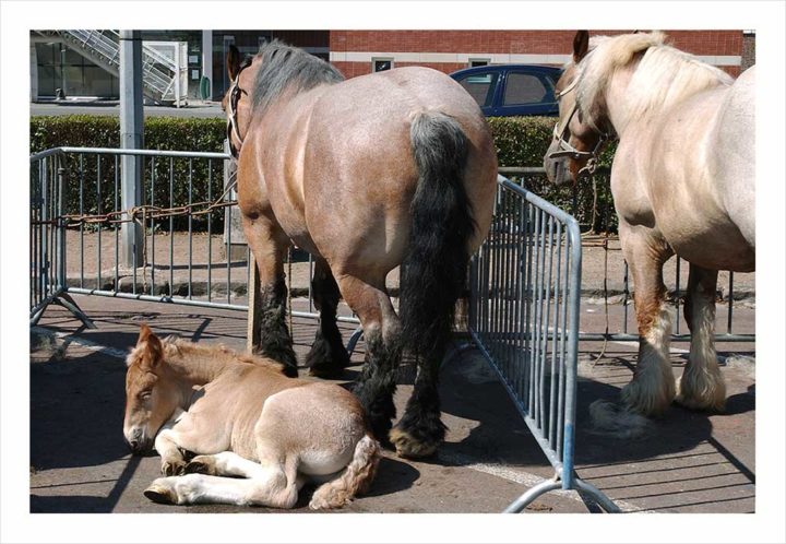 CHEVAUX DE TRAIT VILLE D'ALBERT © Didier Raux 23