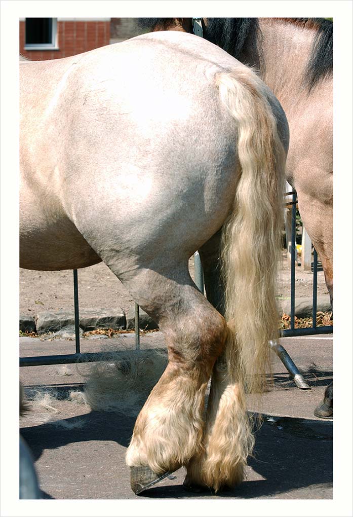 CHEVAUX DE TRAIT VILLE D'ALBERT © Didier Raux 26