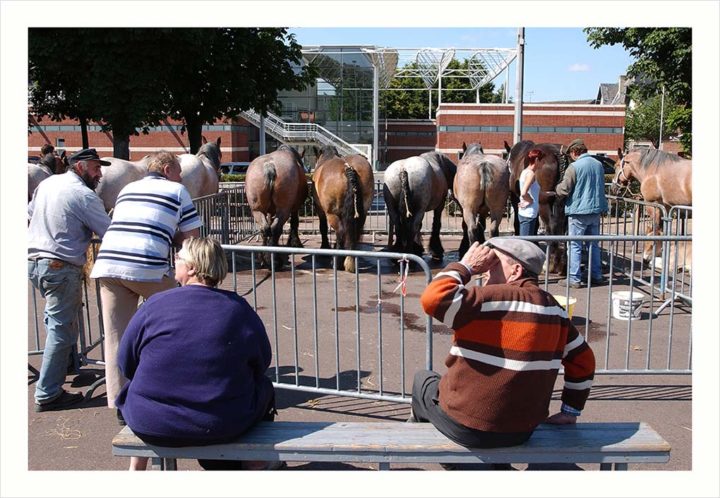 CHEVAUX DE TRAIT VILLE D'ALBERT © Didier Raux 28