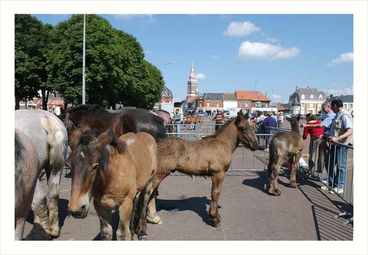 CHEVAUX DE TRAIT VILLE D'ALBERT © Didier Raux 29