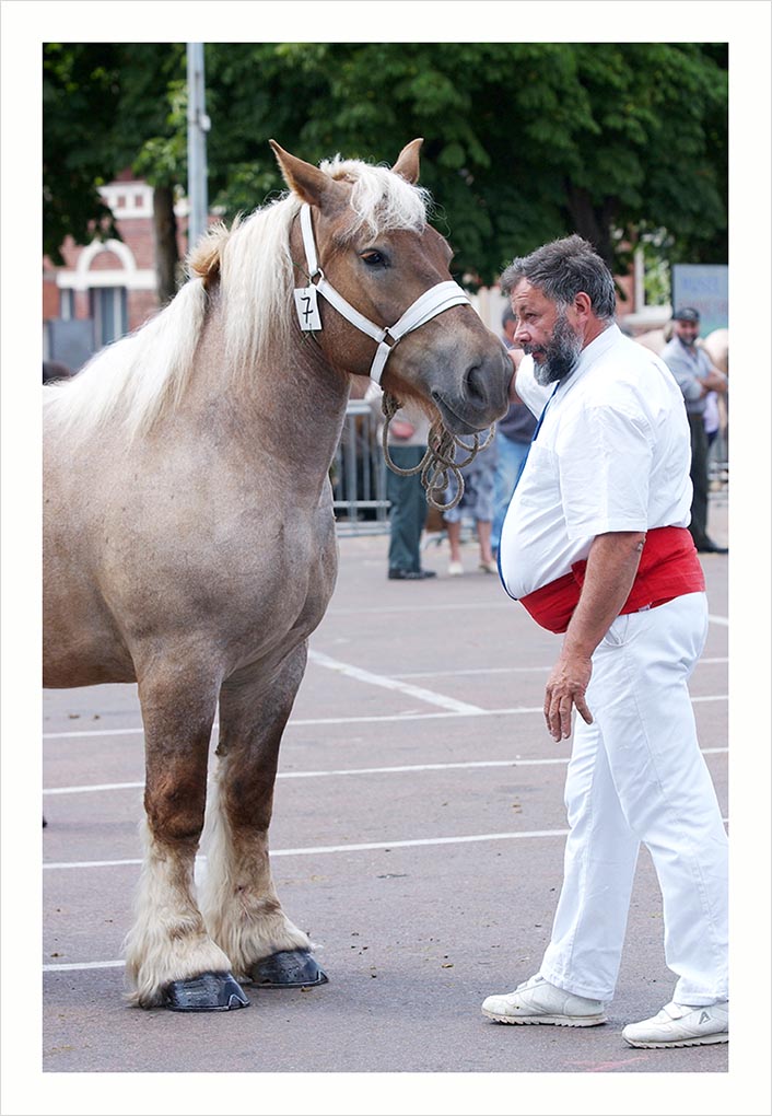 CHEVAUX DE TRAIT VILLE D'ALBERT © Didier Raux 3