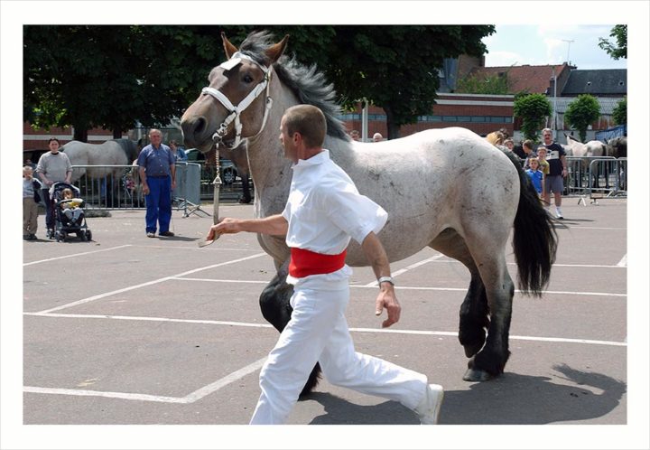 CHEVAUX DE TRAIT VILLE D'ALBERT © Didier Raux 6