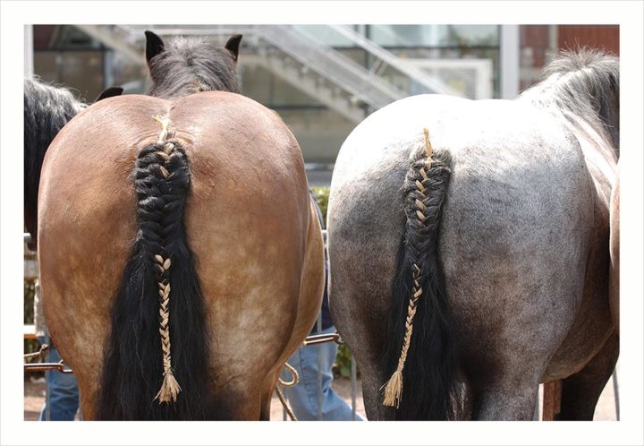 CHEVAUX DE TRAIT VILLE D'ALBERT © Didier Raux 9