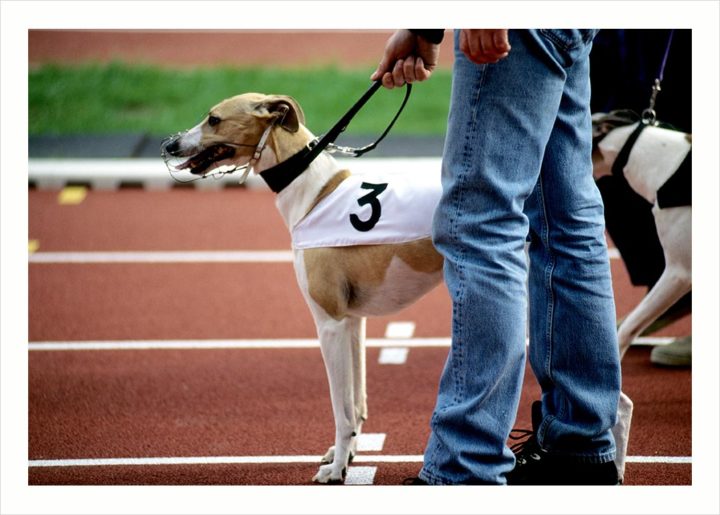 Courses de chien Courbevoie © Didier Raux 1