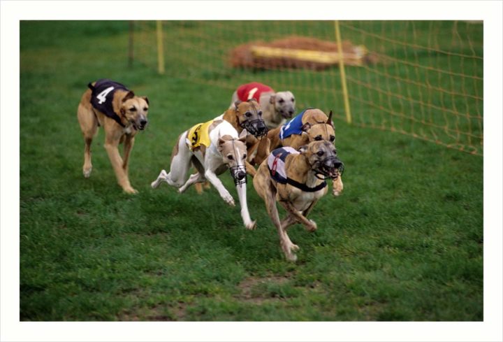 Courses de chien Courbevoie © Didier Raux 2
